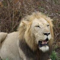 Protecting lions